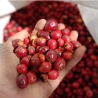 single origin kafe u zrnu